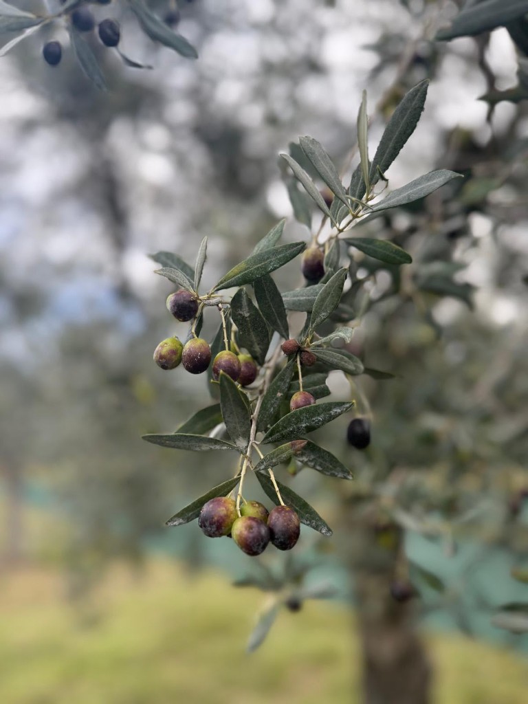 Olives turning colour on the branch
