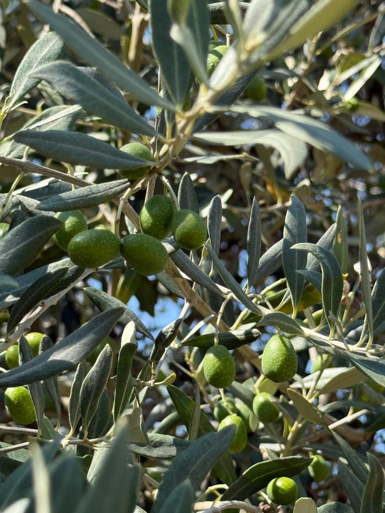 Green olives still on the tree