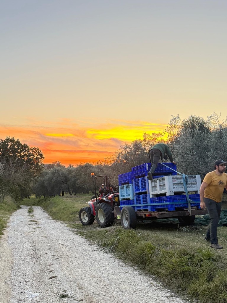 Harvest at sunset, crates on the trailer