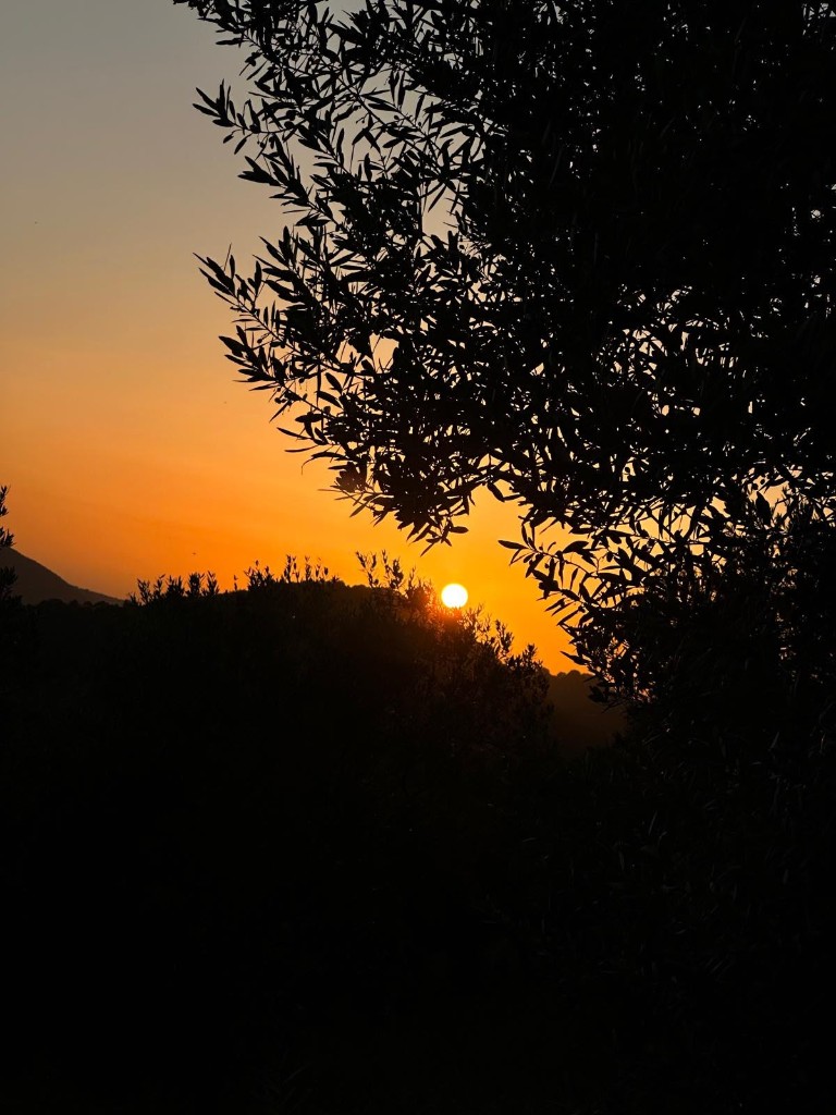 Sunset through the olive canopy