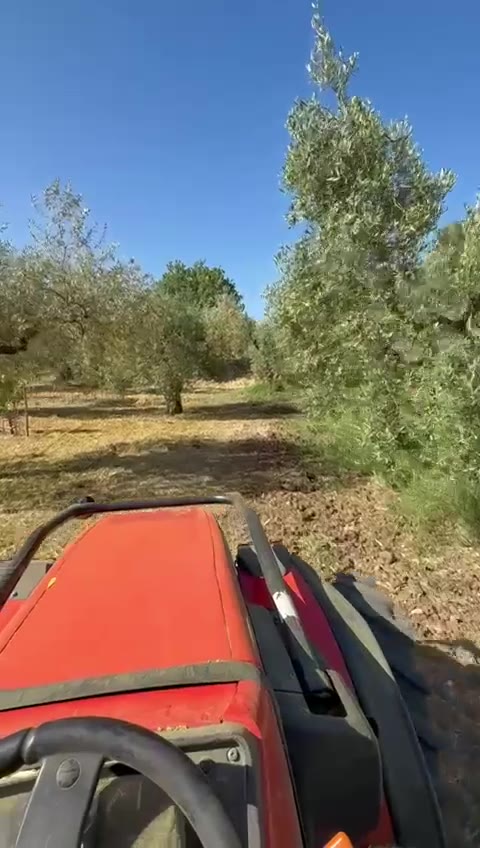 Harvest video through the olive trees, from the tractor